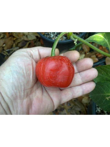 7 Plus Semi/Seeds Rocoto Arequipa Giant Red