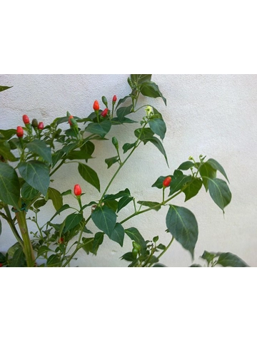 10 Plus Semi/Seeds ata ljosi