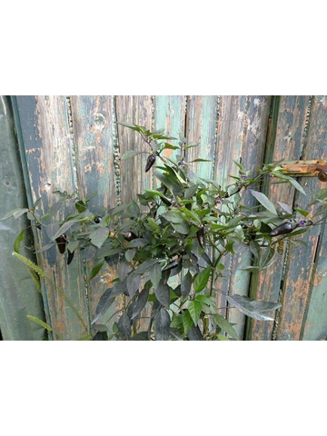 10 Plus Semi/Seeds atzeco