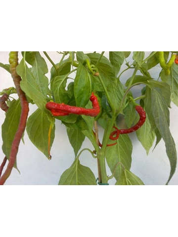 10 Plus Semi/Seeds bangalore whippets tail