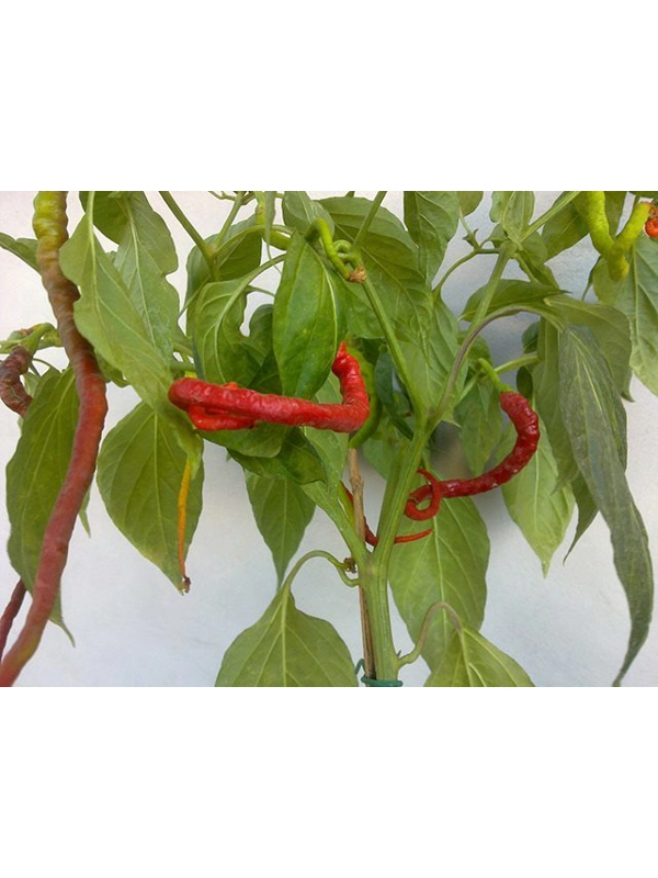 10 Plus Semi/Seeds bangalore whippets tail