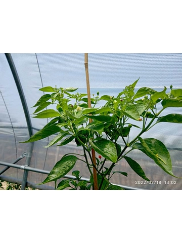 10+  Semi/Seeds aji Bird