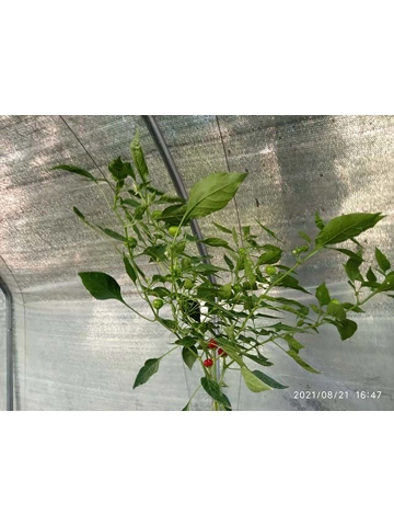 10+  Semi/Seeds Peperoncino Tondo Piccante Calabrese
