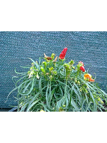 7+ Semi/Seeds Pepper Mutant Candlelight