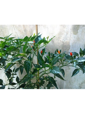 10 Plus Semi/Seeds CAP ..