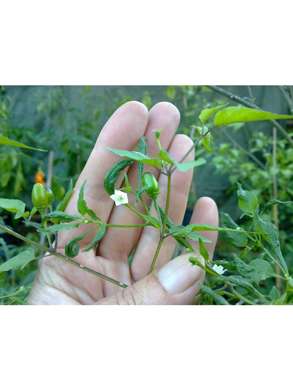 10 Plus Semi/Seeds Cap 499 Capsicum Chacoense