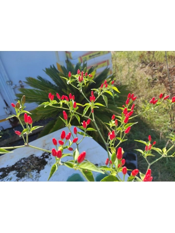 10+ Semi/Seeds Pepper CAP 872