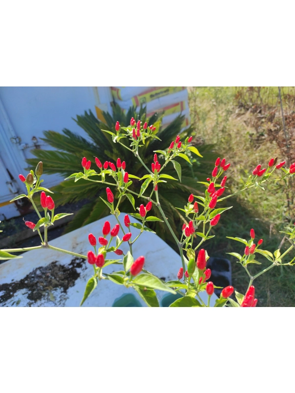 10+ Semi/Seeds Pepper CAP 872