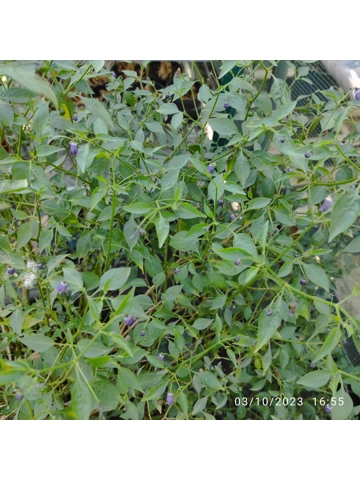 7+  Semi Wild  Cardenasii