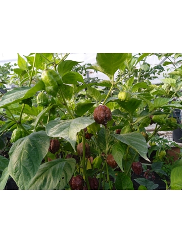10+ Semi/Seeds Carolina Reaper chocolate