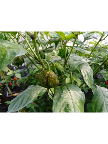 10+  Semi Carolina Reaper  mustard