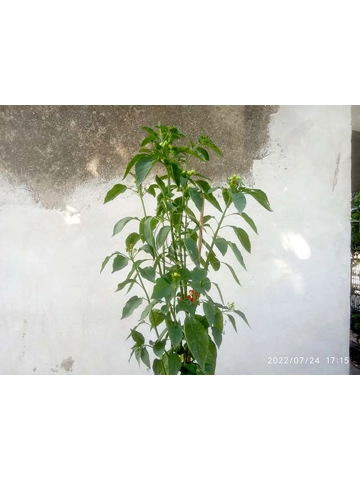 10+  Semi/Seeds CGN 23225