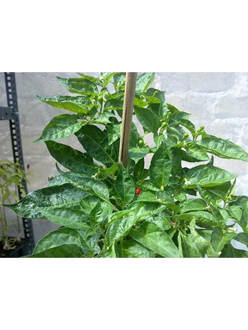 1o Plus Semi/Seeds Charapita Red