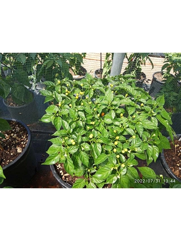 10 Semi/Seeds Aji Charapita