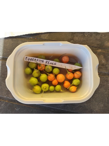 10+ Semi/Seeds Aji Charapita Peach