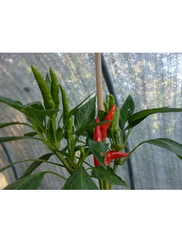 10 Plus Semi/Seeds Chile De Arbol