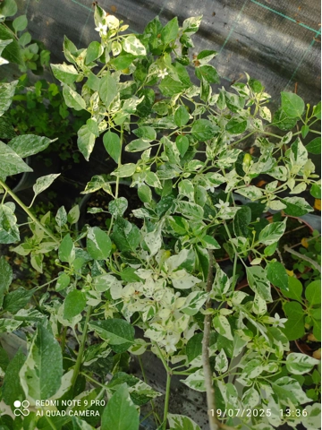 10+ Semi/Seeds Pepper Pequin variegated