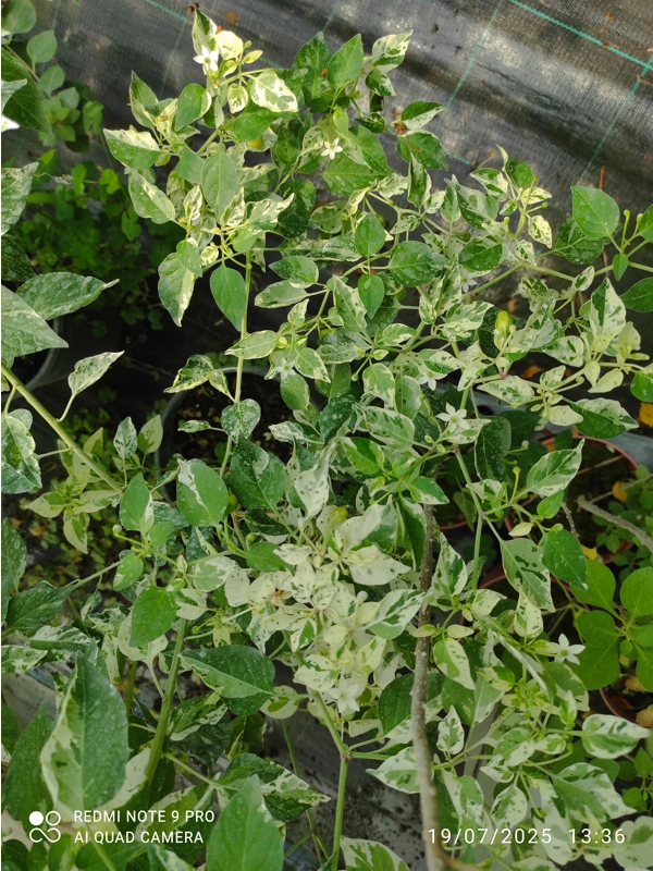 10+ Semi/Seeds Pepper Pequin variegated