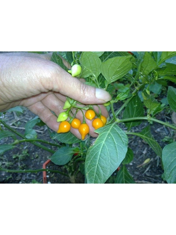 10 Plus Semi/Seeds Chup..