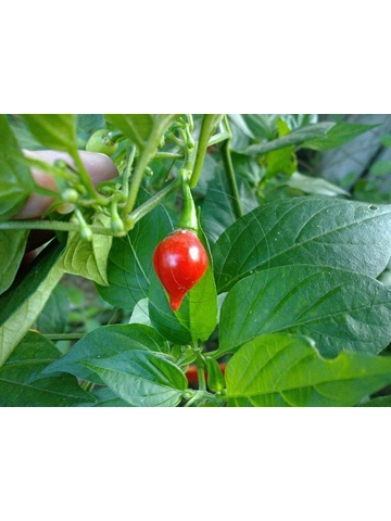 10 Plus Semi/Seeds Chup..