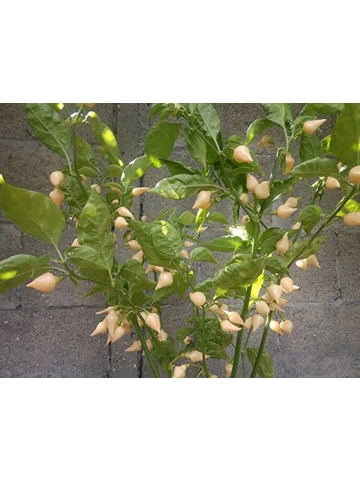 10+  Semi/Seeds Pepper Chupetinho Big Peach