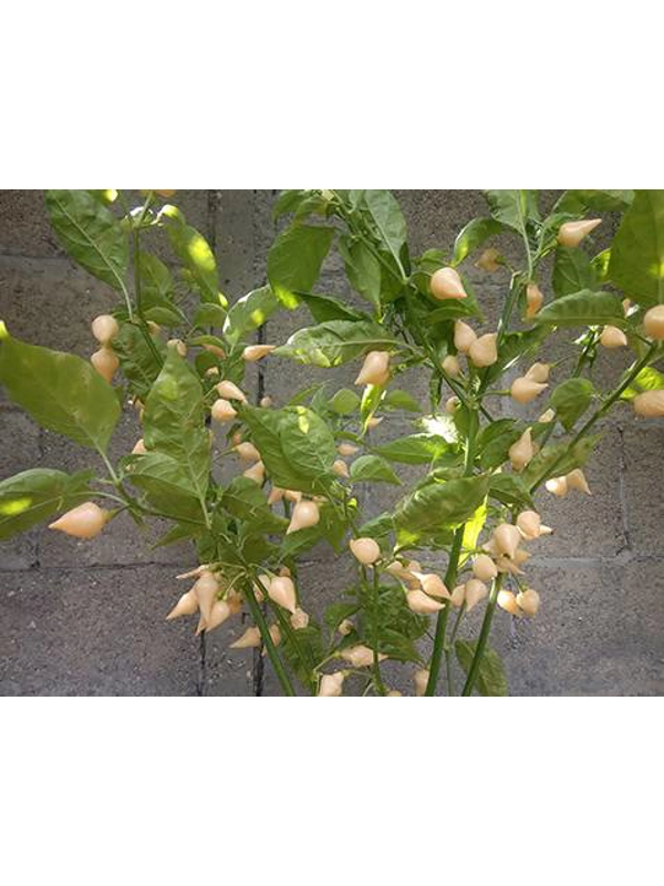 10+  Semi/Seeds Pepper Chupetinho Big Peach