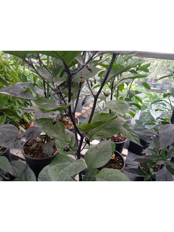 10+ Semi/Seeds Chupetinho Black