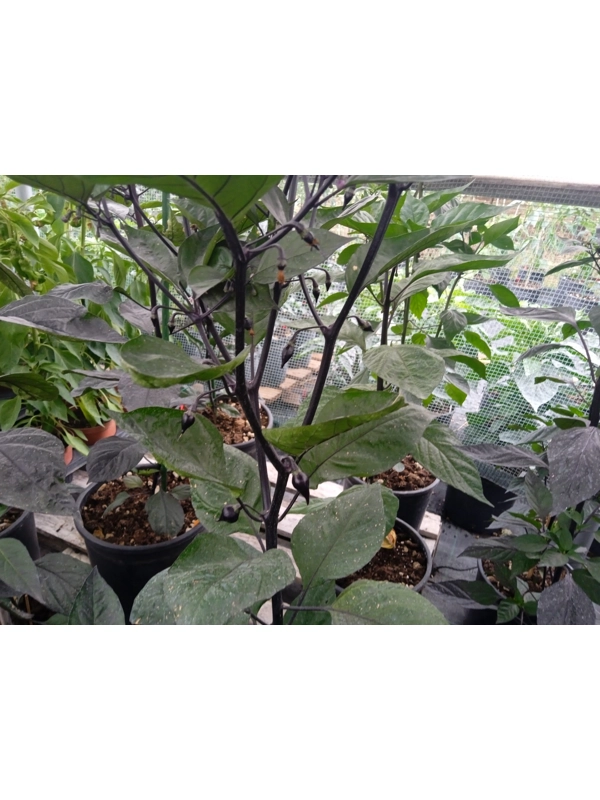 10+ Semi/Seeds Chupetinho Black