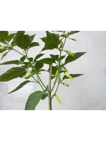 10 Plus Semi/Seeds Coyote White Zan