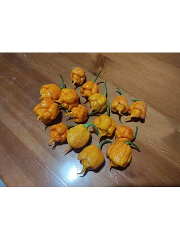 10+  Semi/Seeds Carolina Reaper Yellow