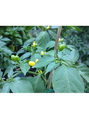 7 Plus Semi/Seeds Cumari De Cheiro