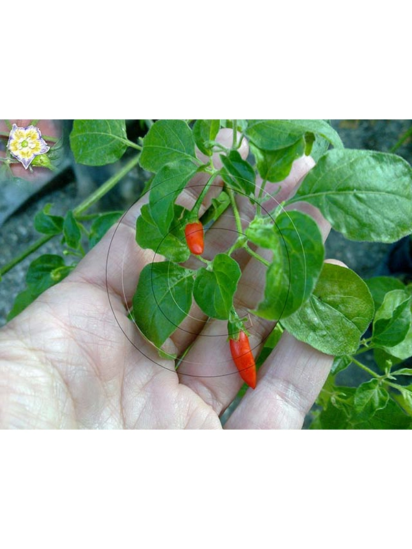 7 Plus Semi/Seeds Rabenii Alongado o Cumari Alongado