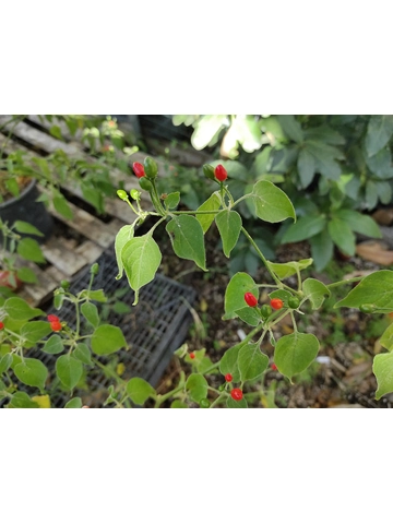 10+  Semi Cumari Pollux