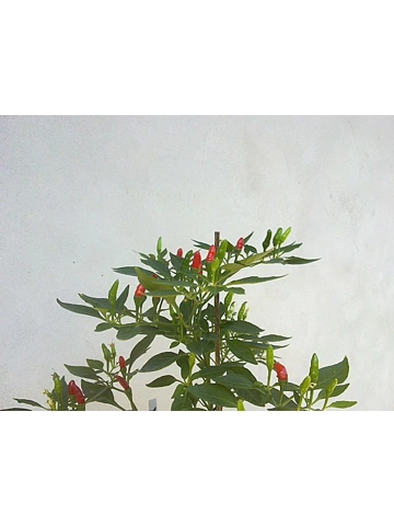 10 Plus Semi/Seeds Demon Red