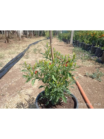 10+  Semi/Seeds Demon red