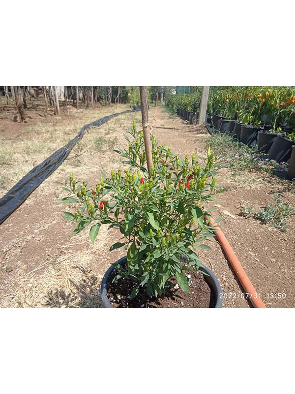 10+  Semi/Seeds Demon red