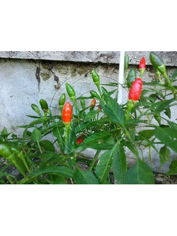 10+  Semi/Seeds Diavoli..