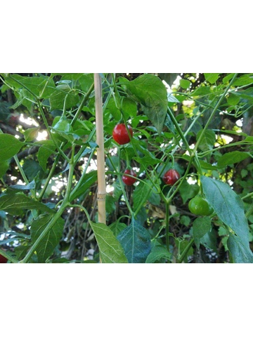 10 Plus Semi/Seeds Earbob