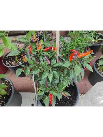 10+  Semi/Seeds Pepper multicolore “Eureka”