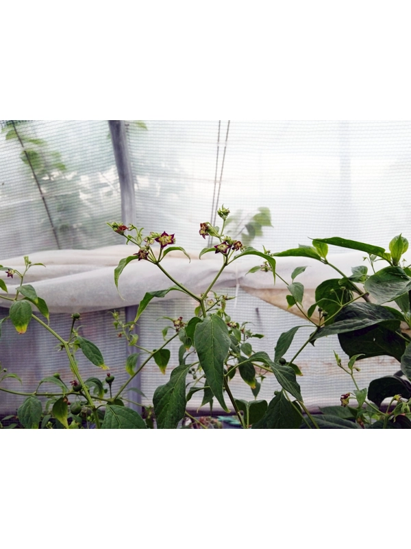 7+ Semi/Seeds Capsicum Eximium Cap 500