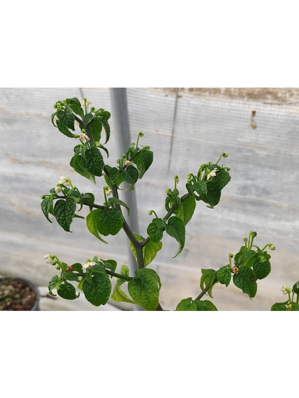 7  Semi/Seeds Capsicum Fragilis