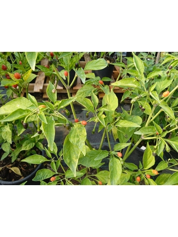 7+  Semi  Galapagoense long