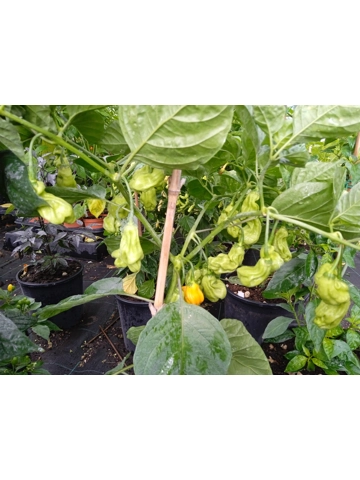 10+ Semi/Seeds Goronong yellow