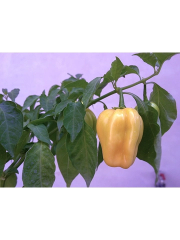10 Plus Semi/Seeds Habanero Pink