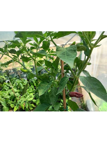 7 Semi habanero chocolate bullet