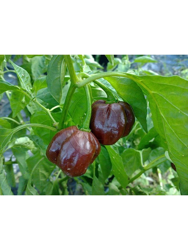 10 Plus Semi Habanero Chocolate