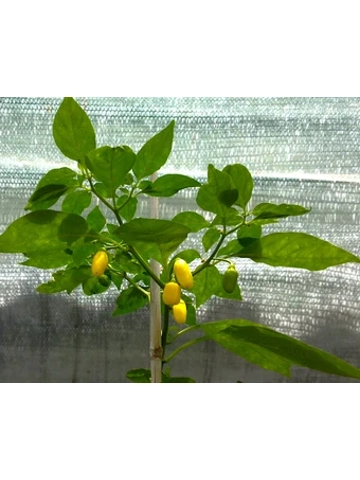 10+  Semi/Seeds Pepper Habanero Bullet Yellow