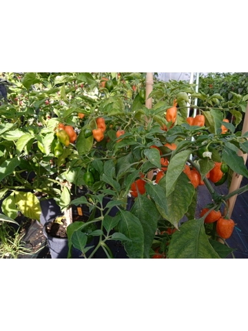 10+  Semi  Habanero Jaguar