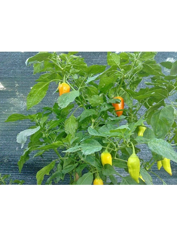 10 Plus Semi/Seeds jamy