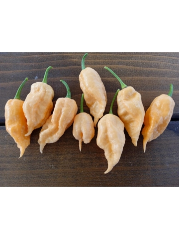 10+  Sem Jay's Ghost Scorpion Peach